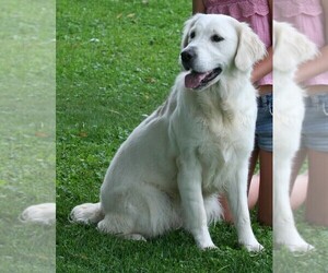 Mother of the English Cream Golden Retriever puppies born on 05/06/2026