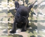 Small Photo #36 French Bulldog Puppy For Sale in CORONA, CA, USA