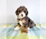 Small #1 Bernedoodle (Miniature)