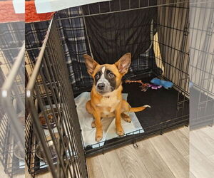 German Shepherd Dog-Unknown Mix Dogs for adoption in Oakhurst, NJ, USA