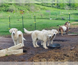 Maremma Sheepdog Puppy for sale in CHERRY VALLEY, NY, USA