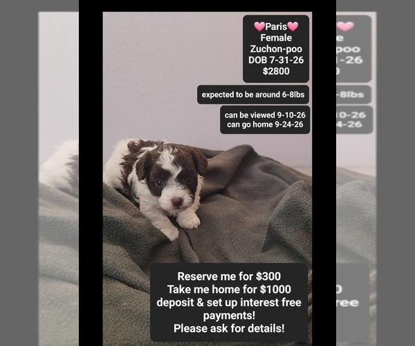 Medium Photo #1 Poodle (Toy)-Zuchon Mix Puppy For Sale in TUCSON, AZ, USA