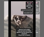 Small Poodle (Toy)-Zuchon Mix