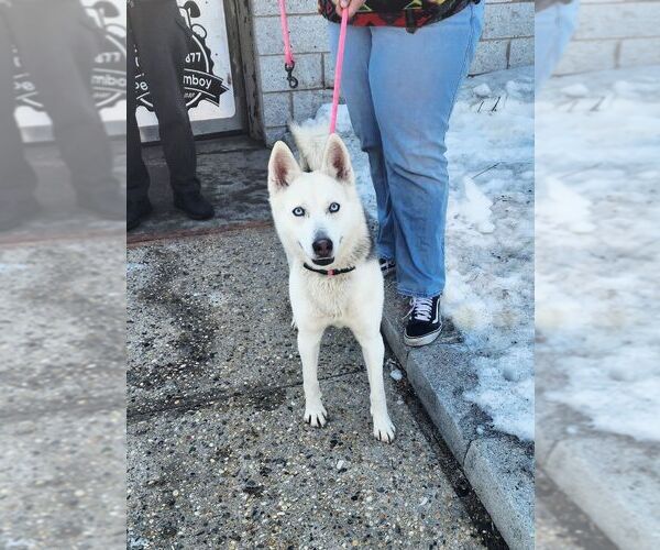 Medium Photo #2 Siberian Husky Puppy For Sale in Perth Amboy, NJ, USA