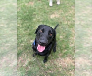 Mutt Dogs for adoption in Visalia, CA, USA