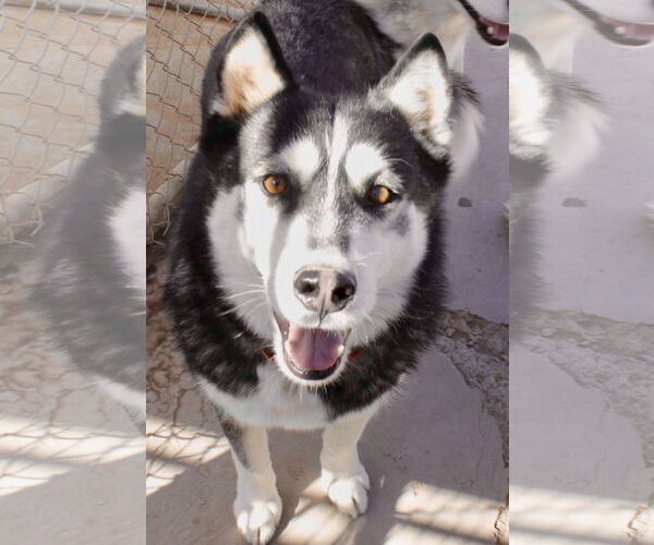 Medium Photo #3 Siberian Husky Puppy For Sale in Cedar Crest, NM, USA