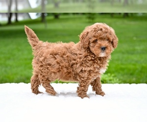 Goldendoodle (Miniature) Puppy for sale in MILLERSBURG, OH, USA