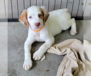 Brittany Puppy for sale in ALBIA, IA, USA