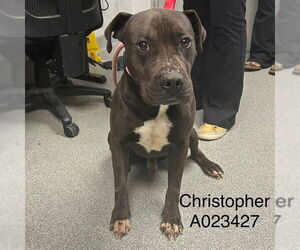 American Staffordshire Terrier Dogs for adoption in Palmetto, FL, USA