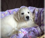 Small #2 English Cream Golden Retriever