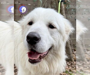 Finn - Male Great Pyrenees Dog for Adoption - Photo #9