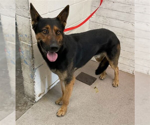 Medium Photo #1 German Shepherd Dog Puppy For Sale in San Bernardino, CA, USA