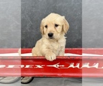Small #7 Golden Retriever