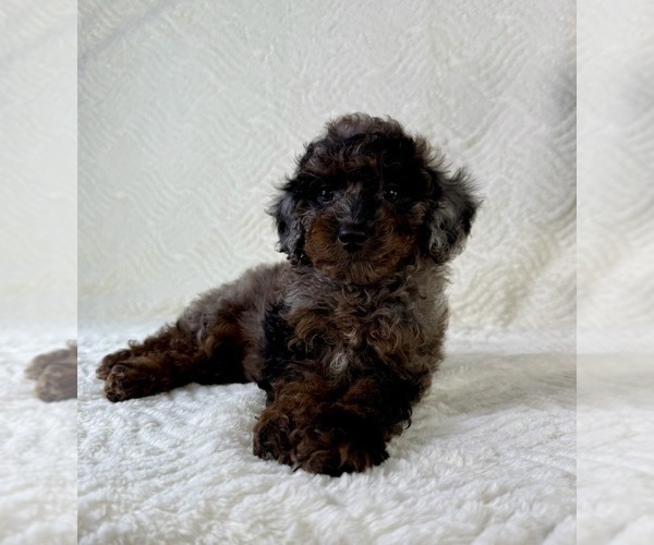 Medium Photo #2 Cock-A-Poo Puppy For Sale in GREENFIELD, IN, USA