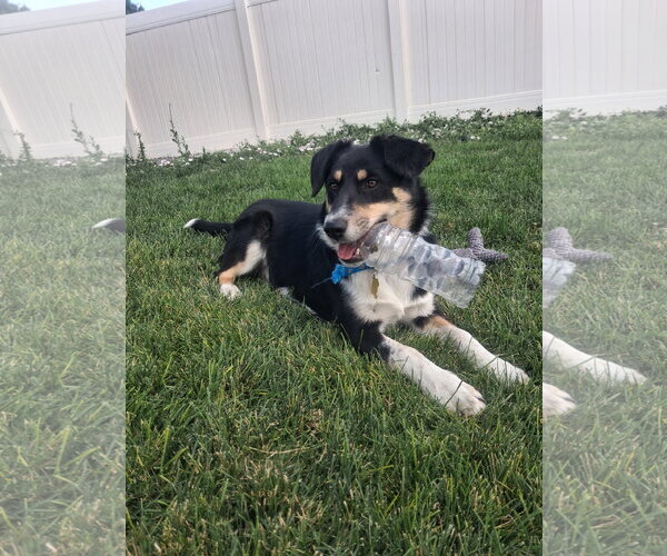 Medium Photo #6 Mutt Puppy For Sale in Sandy, UT, USA