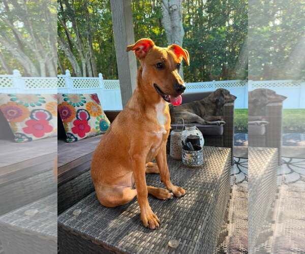 Medium Photo #2 Mutt Puppy For Sale in Sanderson, FL, USA