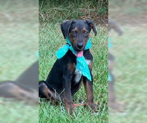 Lance - Male Mutt Dog for Adoption - Photo #2