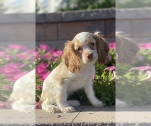 Cocker Spaniel Puppy for sale in CANOGA, NY, USA
