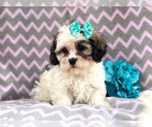 Zuchon Puppy for sale in LAKELAND, FL, USA