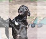 Small #3 Labrador Retriever Mix
