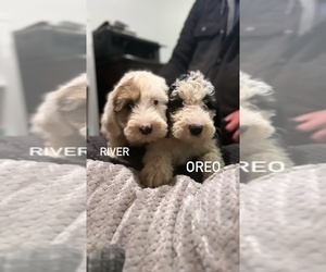 Sheepadoodle Puppy for sale in MILFORD, IL, USA