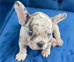 Small Photo #5 French Bulldog Puppy For Sale in LOS ALTOS HILLS, CA, USA