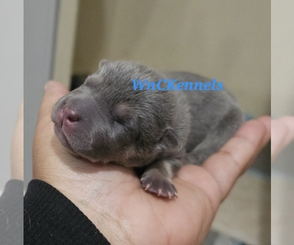 Medium Photo #1 Chinese Shar-Pei Puppy For Sale in APPLE VALLEY, CA, USA