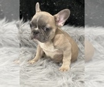 Small Photo #6 French Bulldog Puppy For Sale in WEST COLUMBIA, SC, USA