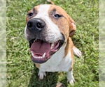 Small #1 American Staffordshire Terrier