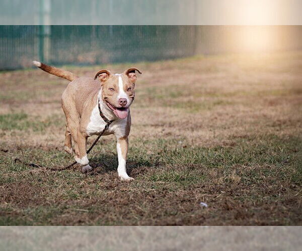 Medium Photo #1 Mutt Puppy For Sale in Belleville, IL, USA