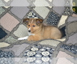 Puppy Simon Shetland Sheepdog