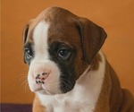 Puppy AKC Female Boxer