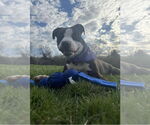 Small #5 American Pit Bull Terrier Mix