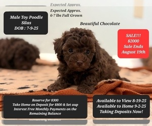 Poodle (Toy) Puppy for sale in TUCSON, AZ, USA