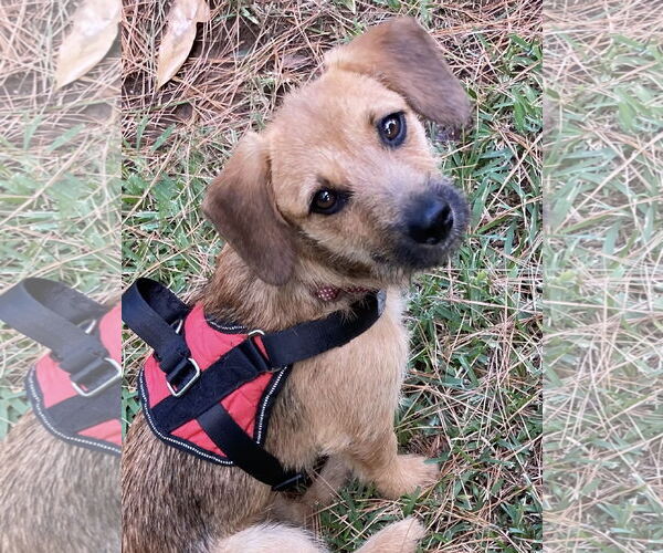 Medium Photo #4 Mutt Puppy For Sale in Euless, TX, USA