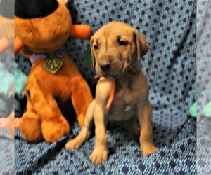 Great Dane Puppy for sale in BANGOR, WI, USA