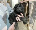 Small #1 Poodle (Standard)