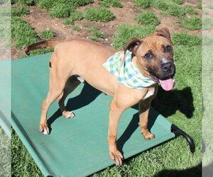 Boxer-Unknown Mix Dogs for adoption in Earl, NC, USA
