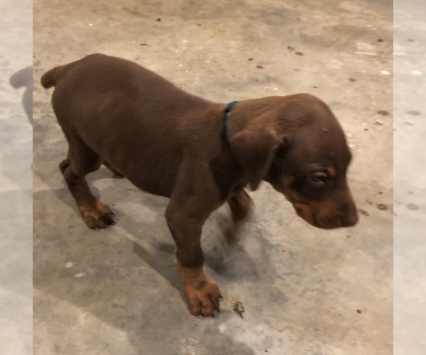 Medium Photo #12 Doberman Pinscher Puppy For Sale in MIDLAND, GA, USA
