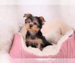 Small Photo #4 Yorkshire Terrier Puppy For Sale in FULLERTON, CA, USA