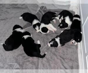 Border Collie Litter for sale in LINDEN, IN, USA