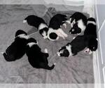 Image preview for Ad Listing. Nickname: Litter of 7