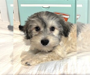 Chonzer Puppy for sale in MORENO VALLEY, CA, USA