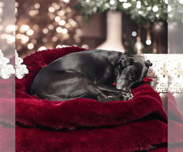 Medium Photo #7 Borador Puppy For Sale in Bellingham, WA, USA