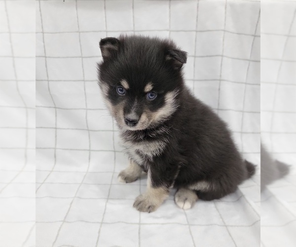 Medium Photo #8 Pomsky Puppy For Sale in BELLEVUE, IA, USA