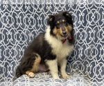 Small Photo #13 Collie Puppy For Sale in LAKELAND, FL, USA