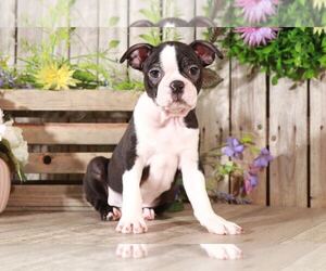 Boston Terrier Puppy for sale in MOUNT VERNON, OH, USA