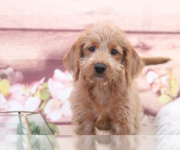 Medium Photo #1 Labradoodle Puppy For Sale in MARIETTA, GA, USA