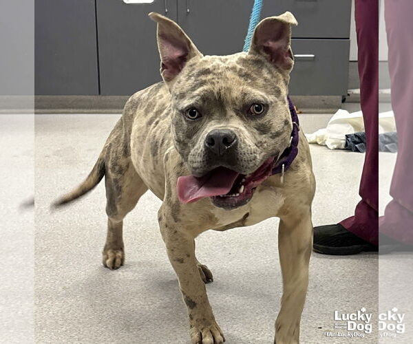 Medium Photo #1 American Bulldog-Unknown Mix Puppy For Sale in Washington, DC, USA