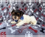 Small #6 Yorkshire Terrier